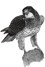 eagle